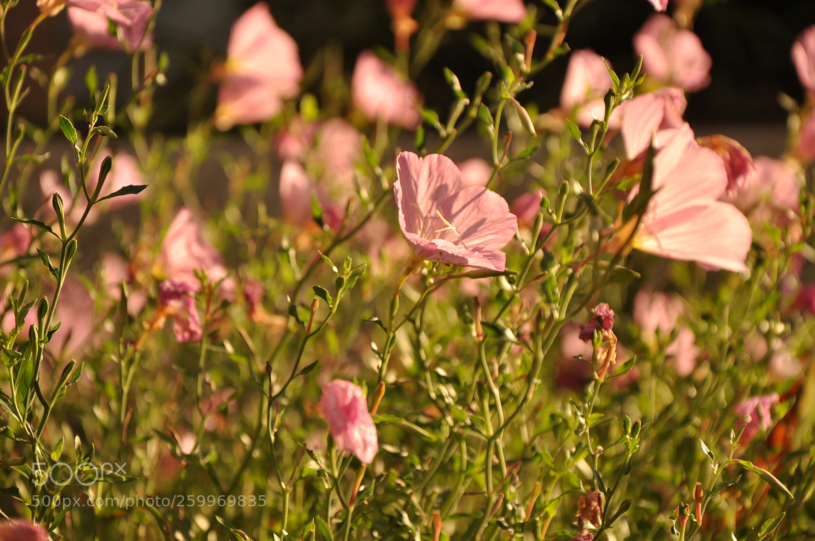 Nikon D90 sample photo. There we are, so photography