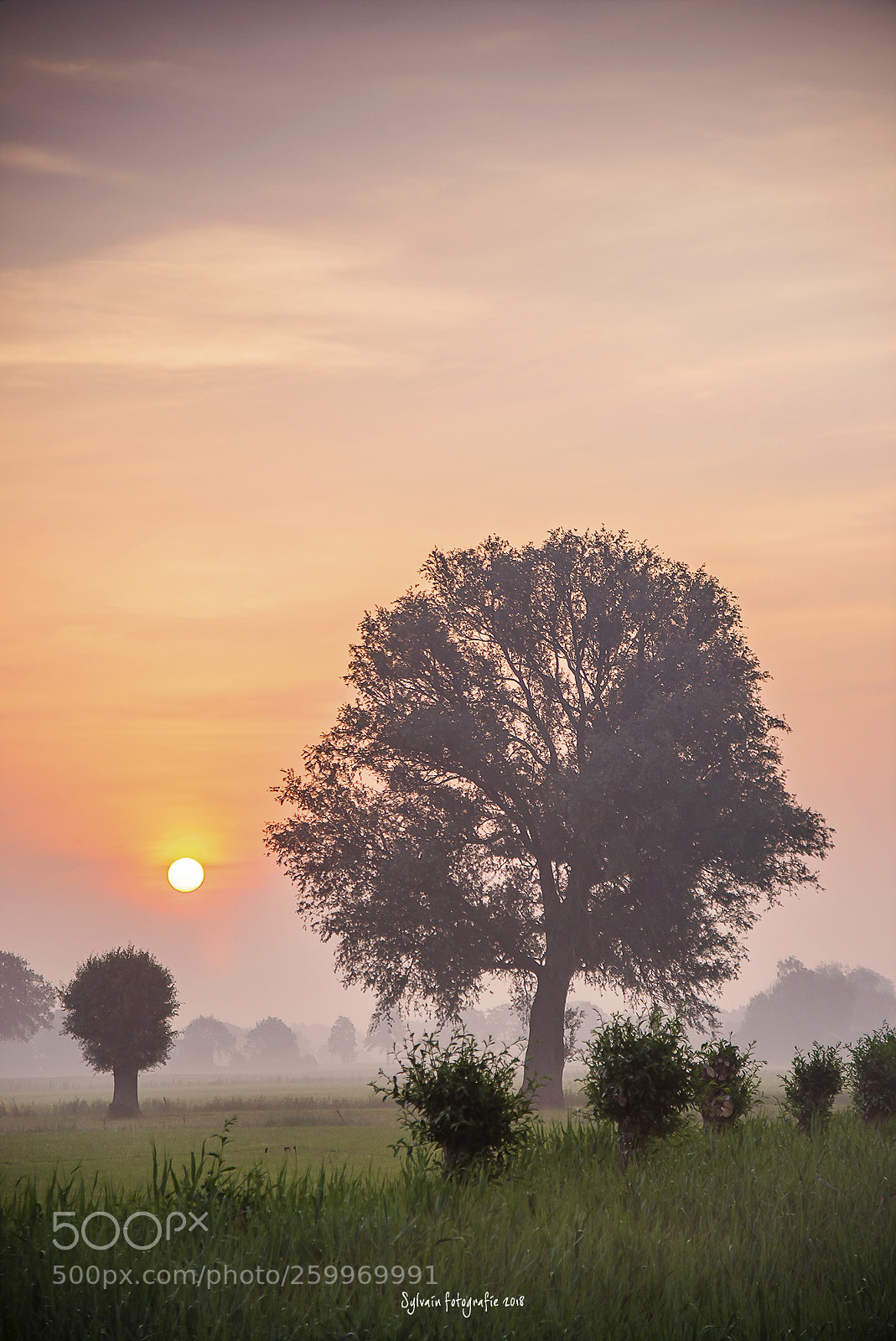 Nikon D600 sample photo. Trees photography