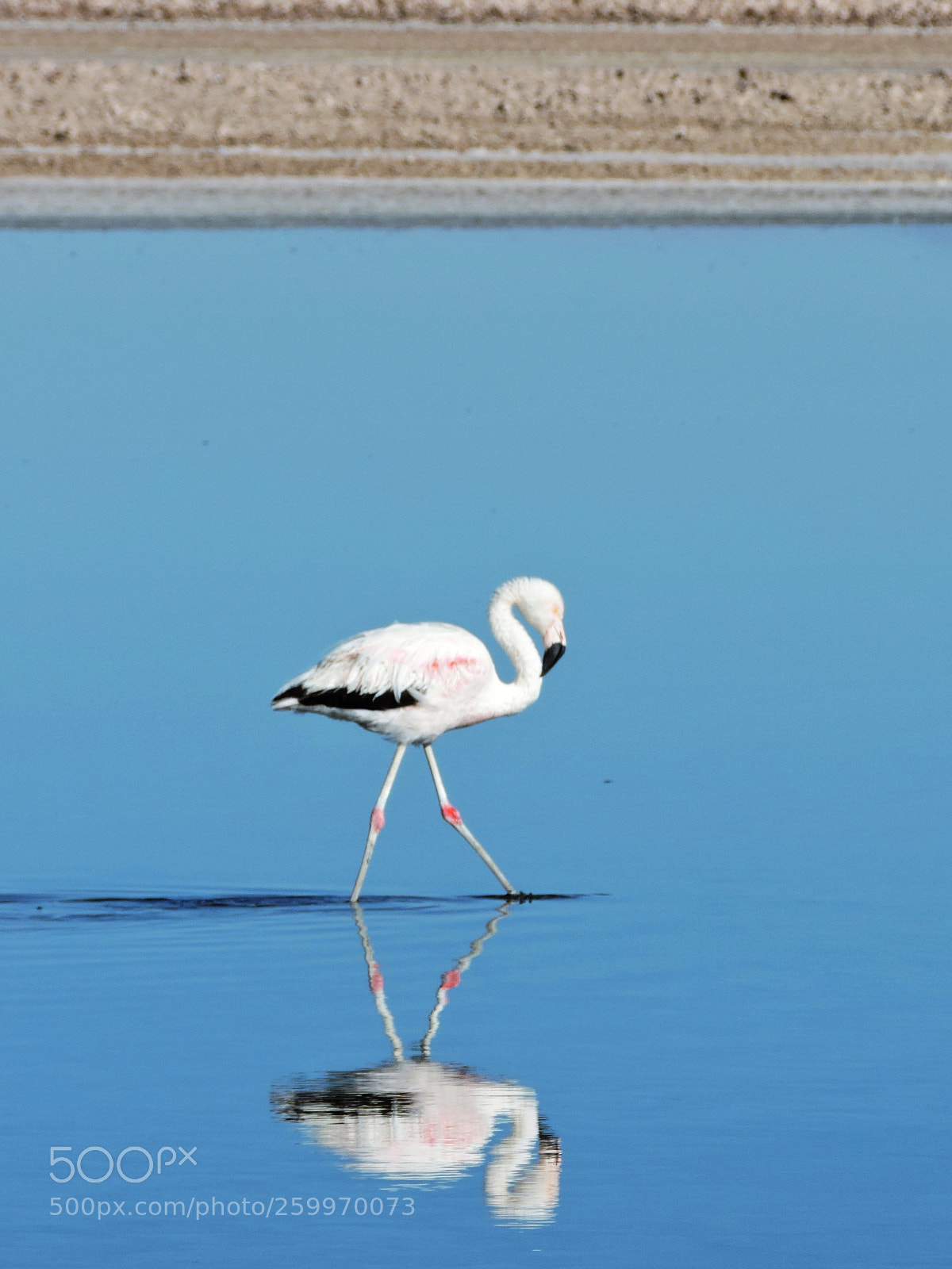 Nikon Coolpix P530 sample photo. Flamingo i photography