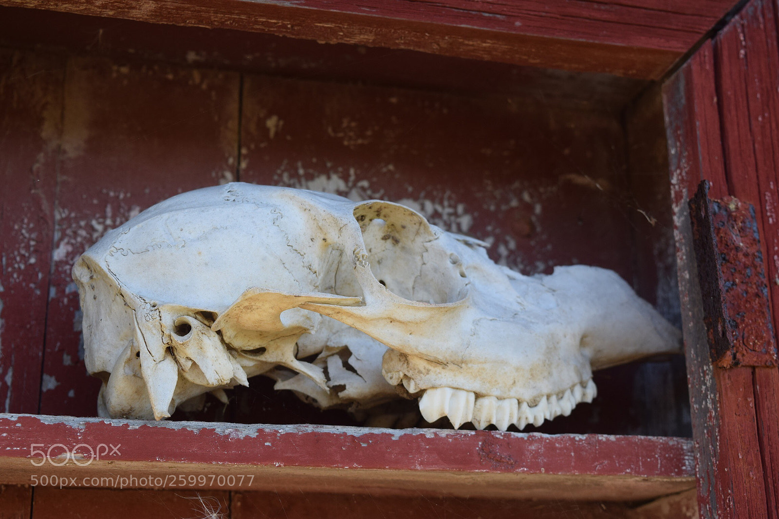 Nikon D3300 sample photo. Skull photography
