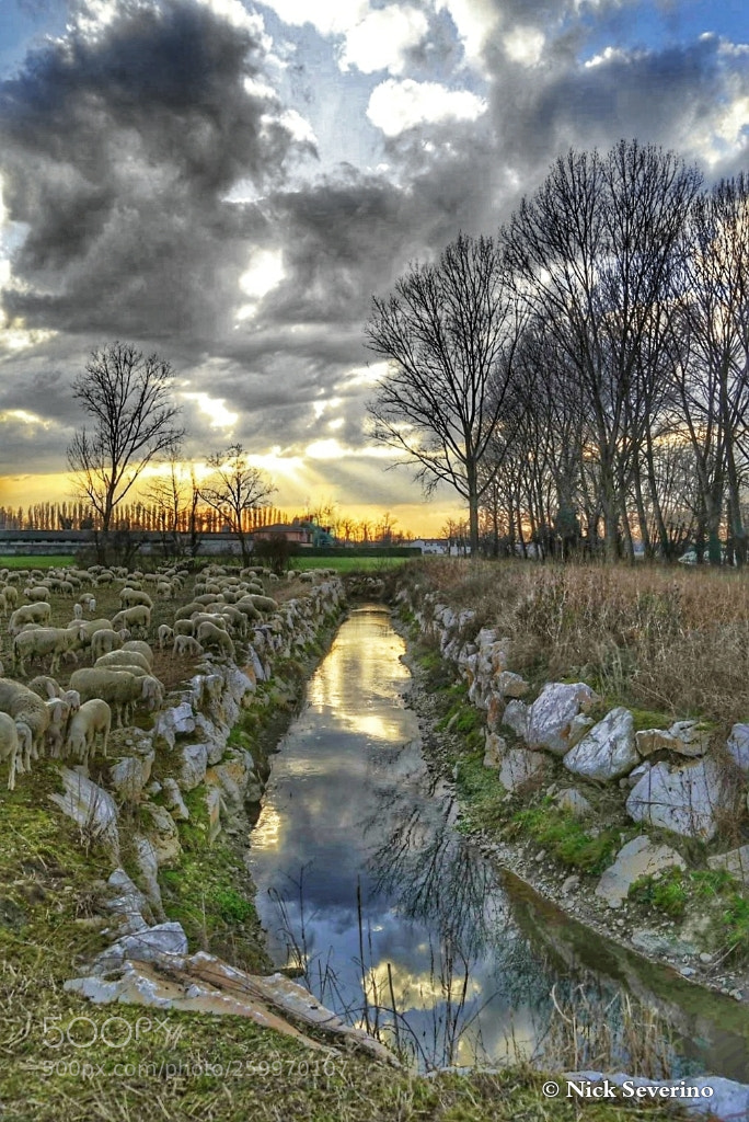Sony a7R sample photo. The flock photography