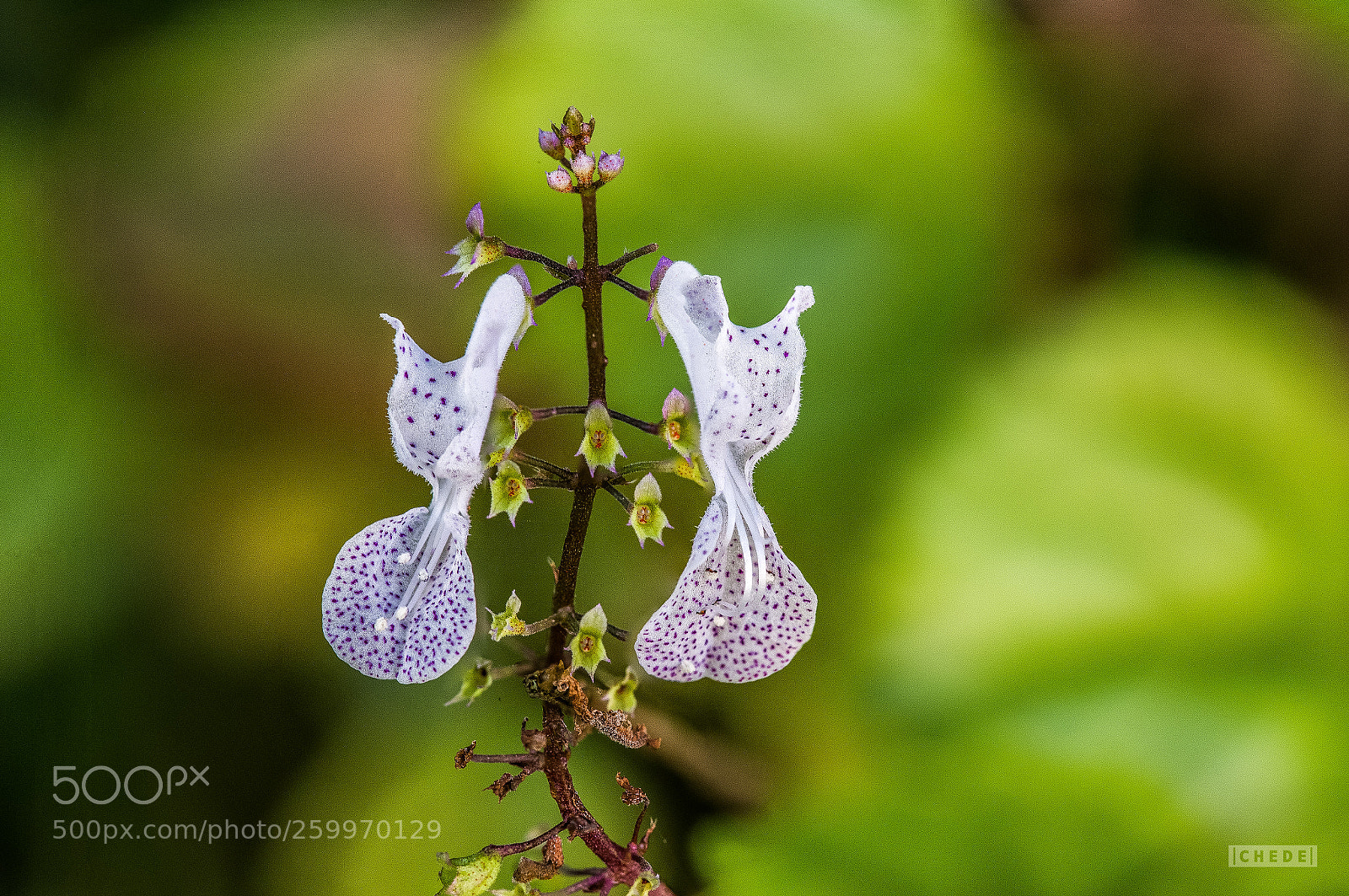 Canon EOS 6D sample photo. Micro flower photography