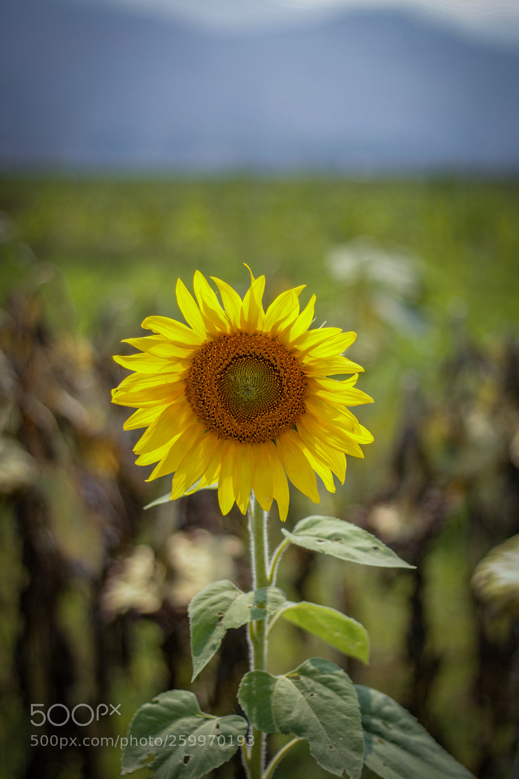 Canon EOS 70D sample photo. Sunflower photography