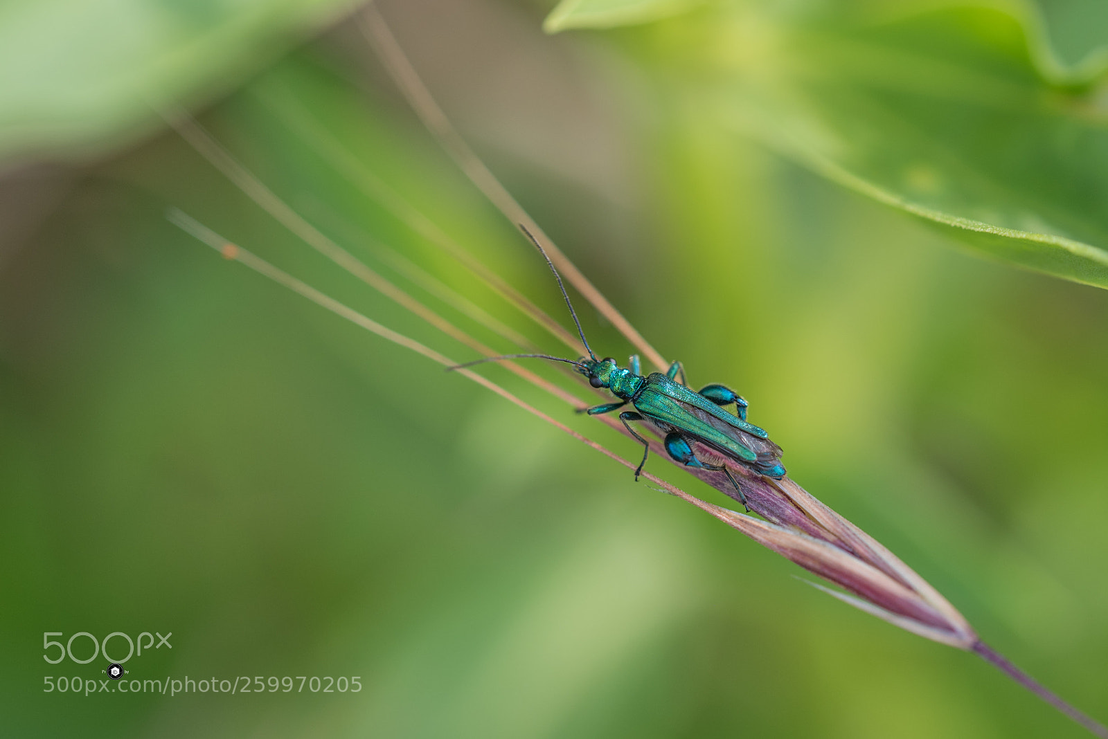 Nikon D750 sample photo. Lytta vesicatoria photography