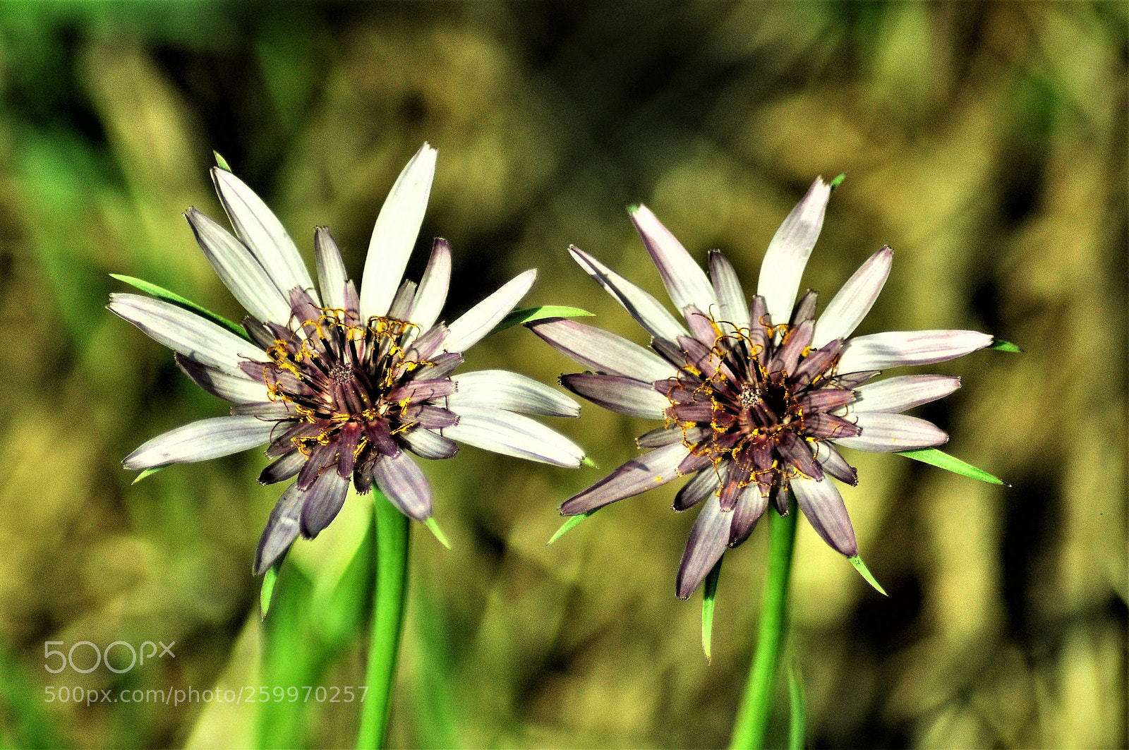Nikon D5000 sample photo. Fiori photography