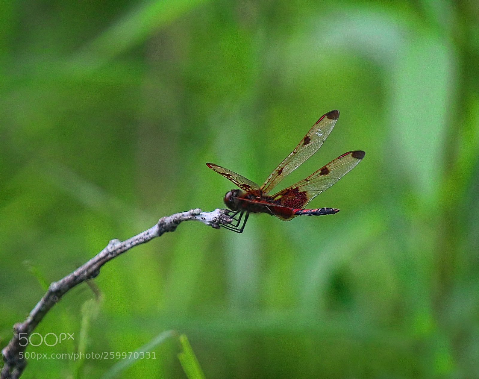 Canon EOS 70D sample photo. Dragonfly photography