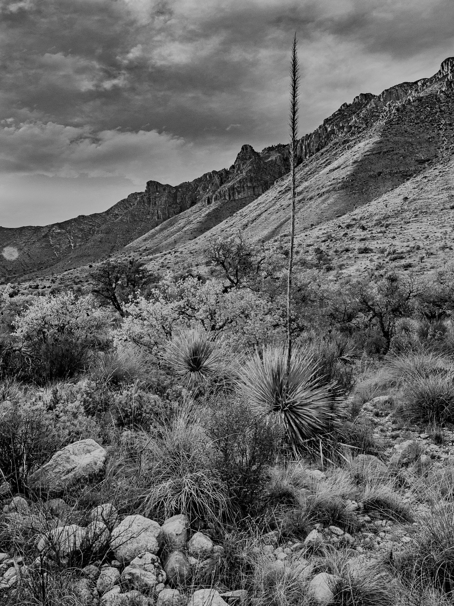 Olympus PEN E-PL7 sample photo. Guadalupe mountains national park, texas, usa photography