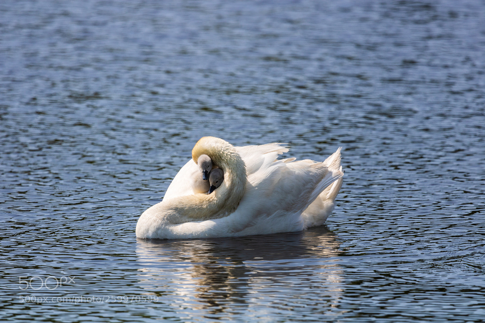 Canon EOS 750D (EOS Rebel T6i / EOS Kiss X8i) sample photo. A mother's love photography