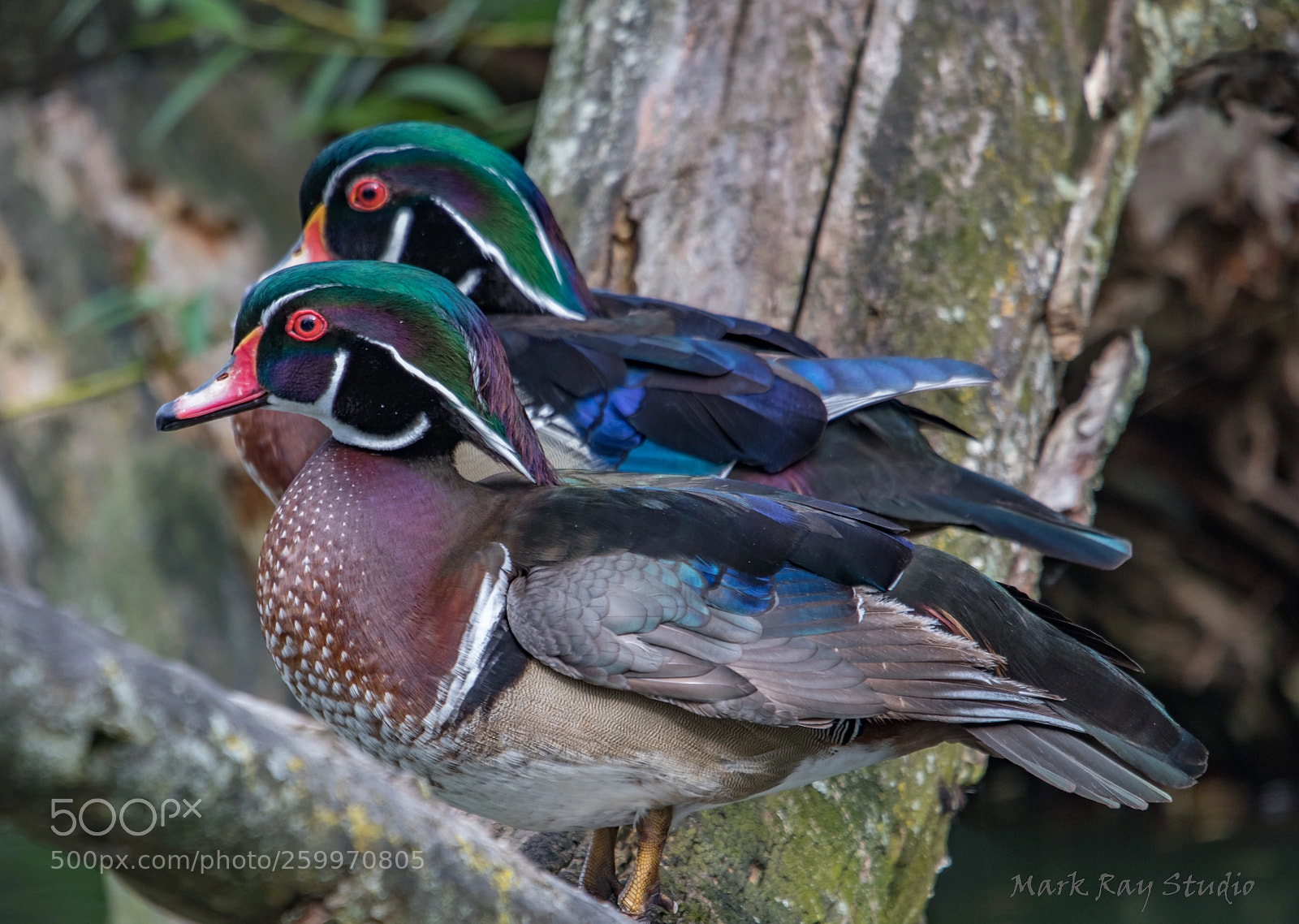 Canon EOS 80D sample photo. Wood ducks photography