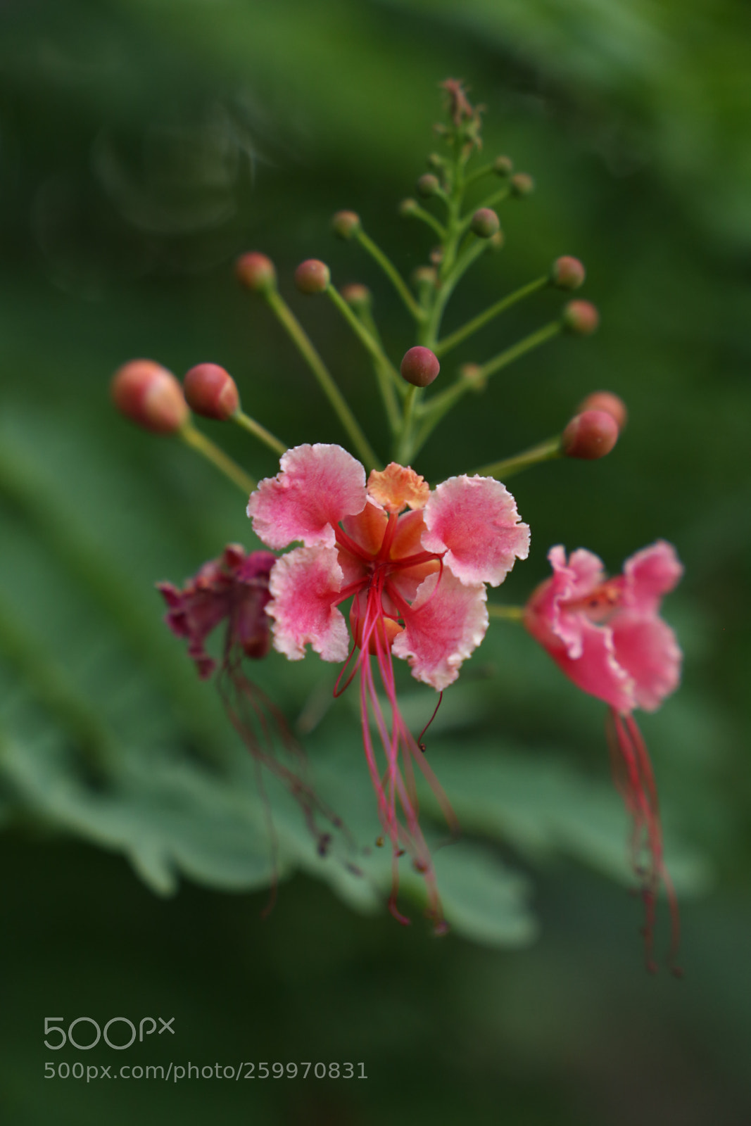 Canon EF 24-105mm F3.5-5.6 IS STM sample photo. Untitled photography
