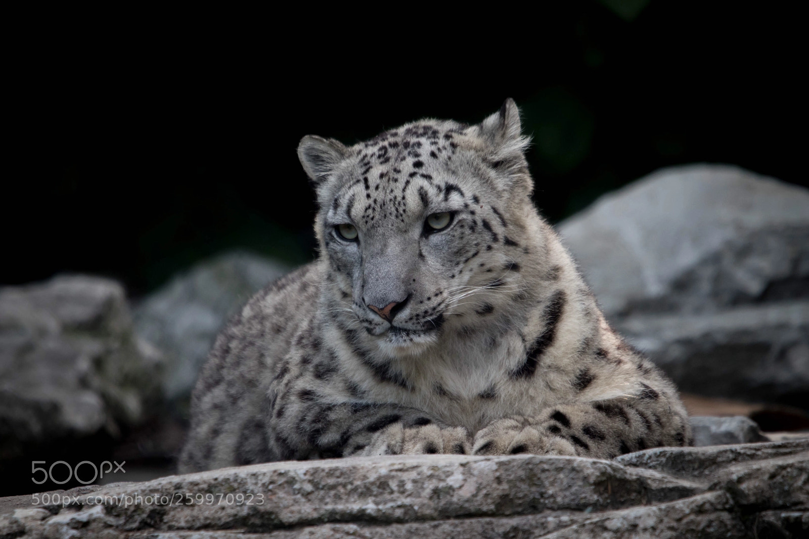 Canon EOS 80D sample photo. Snow leopard photography