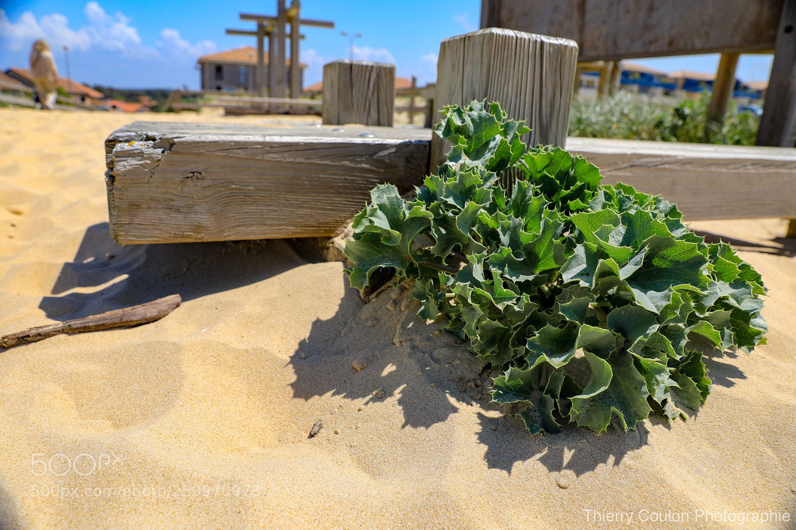 Canon EOS 5D Mark IV sample photo. Le chardon  photography