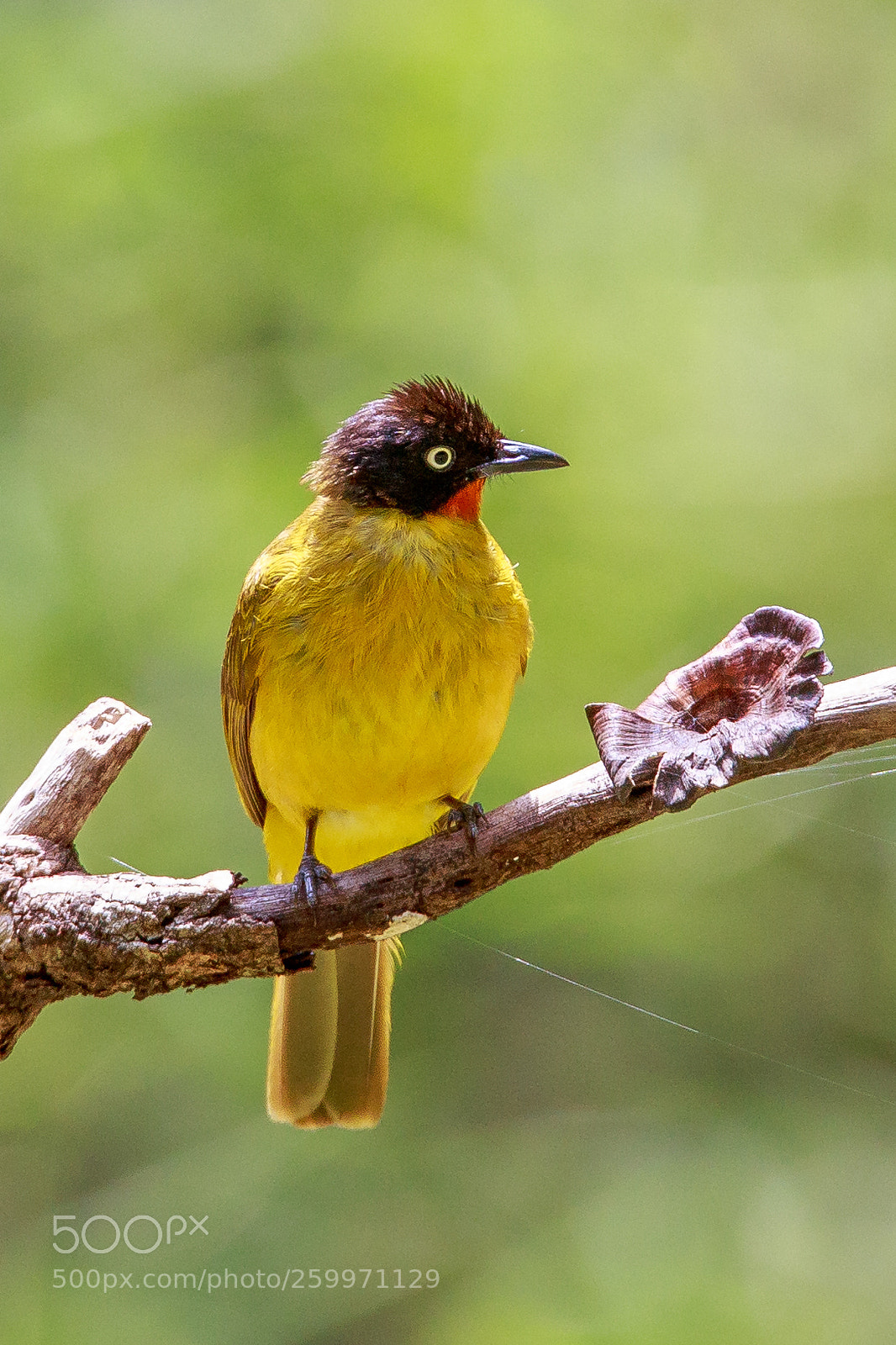 Canon EOS 6D sample photo. Flame-throated bulbul photography