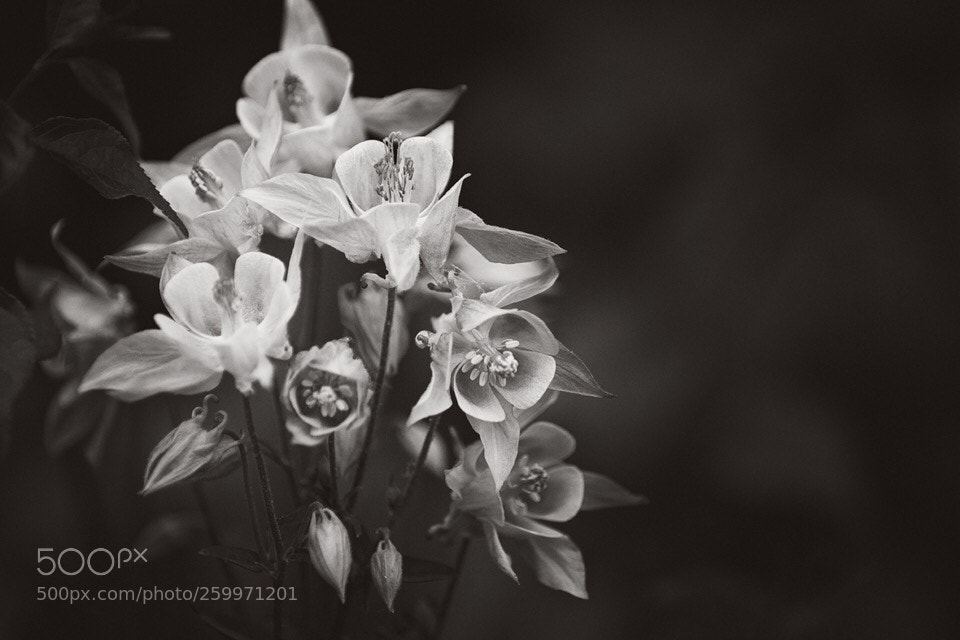 Canon EOS 70D sample photo. Untitled photography