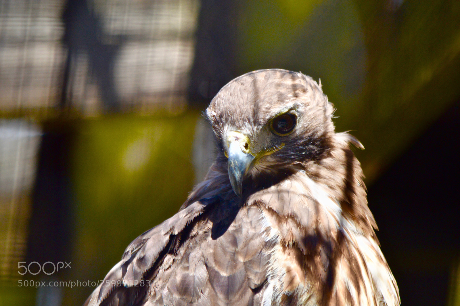 Nikon D3200 sample photo. Bird photography