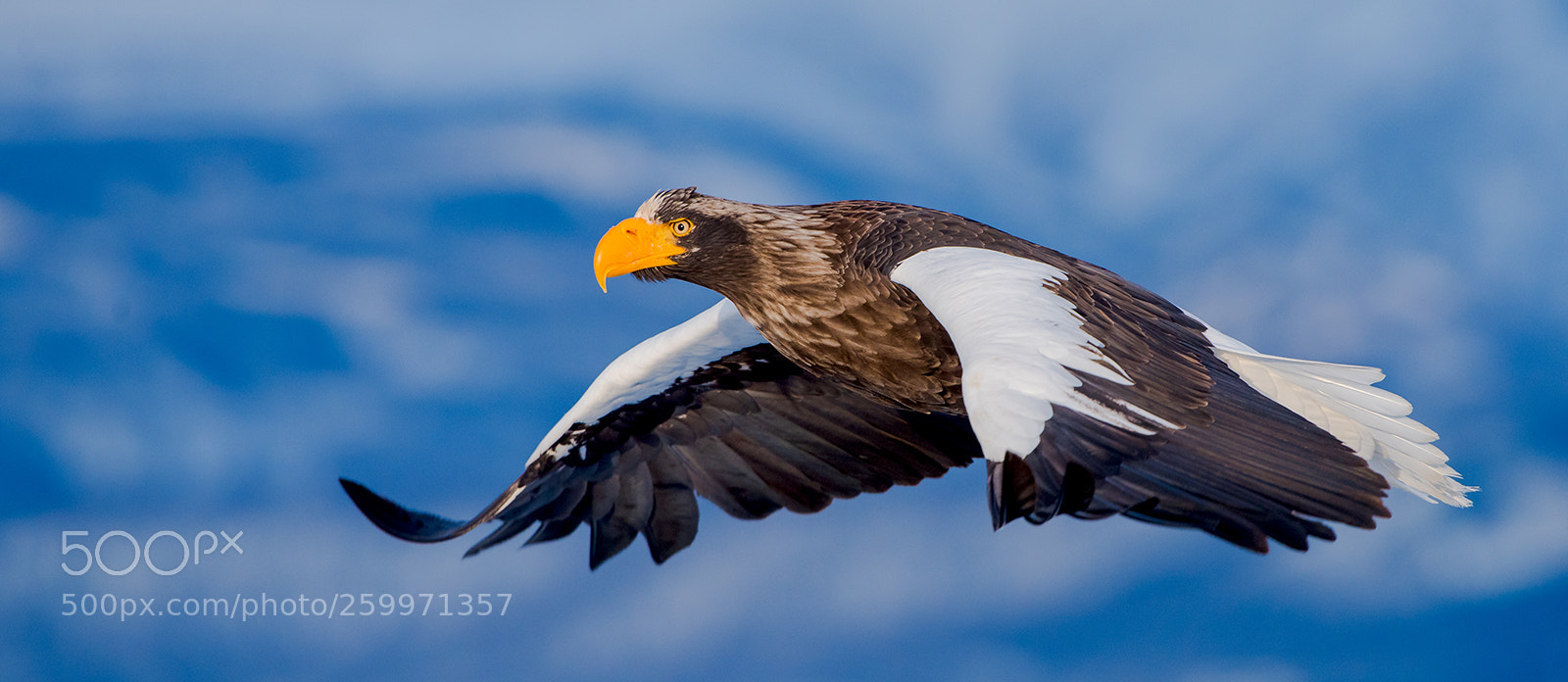 Nikon D810 sample photo. Steller's sea - eagles photography