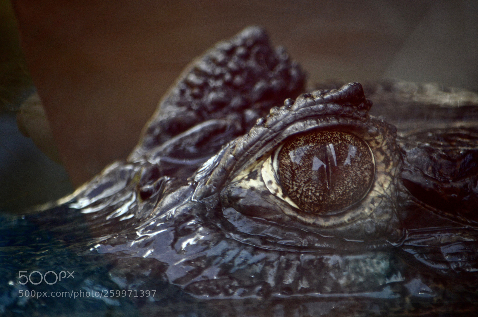 Nikon D3200 sample photo. Caiman  photography