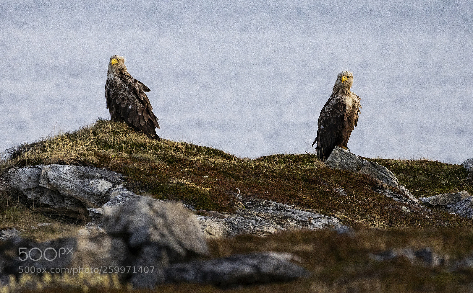 Sony a7 III sample photo. Whitetale eagle.jpg photography