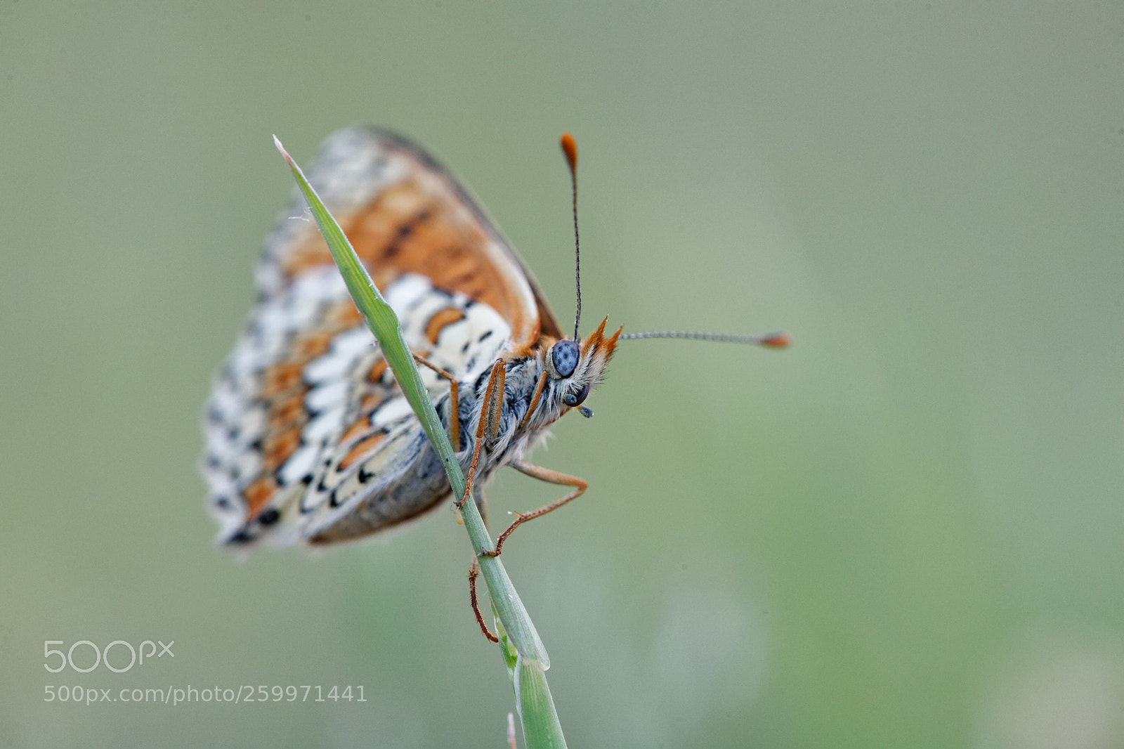 Canon EOS 5D sample photo. Papillon mai photography