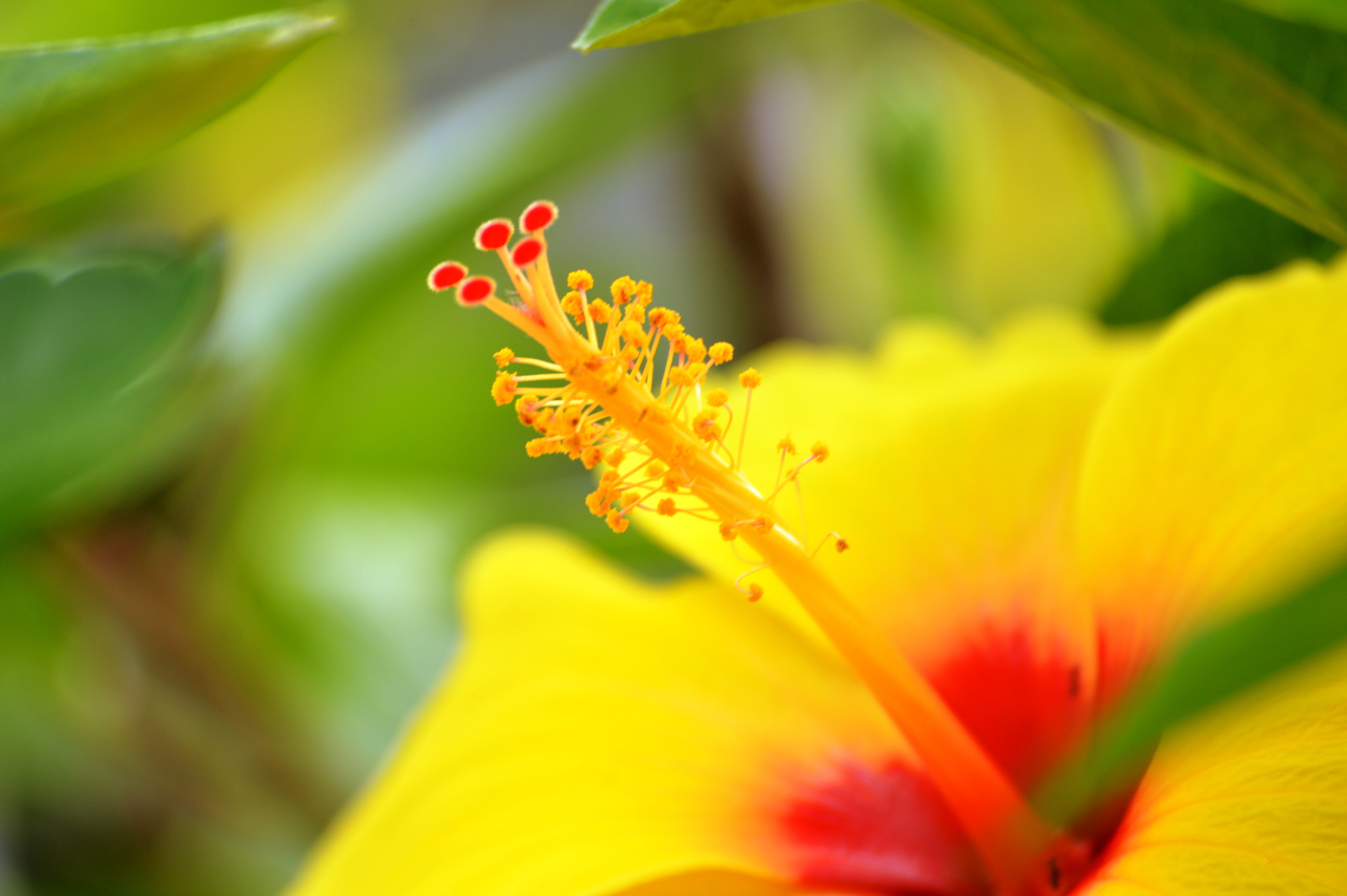Nikon D3200 sample photo. Hibiscus photography