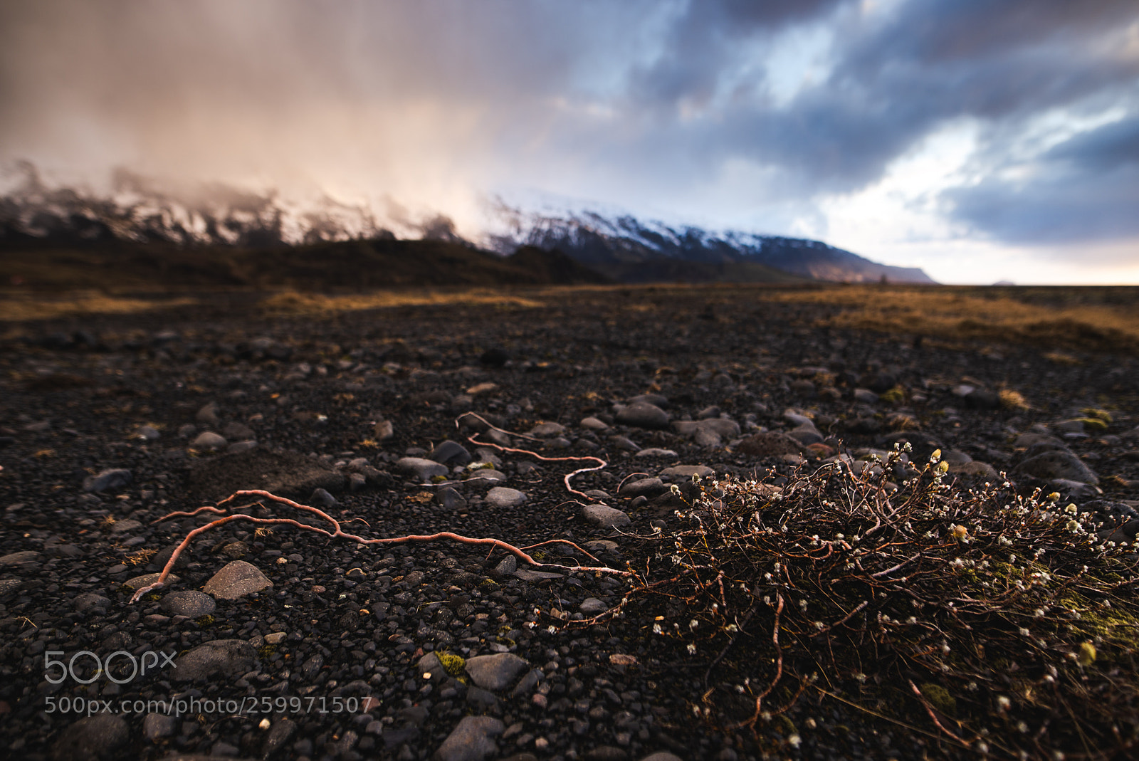 Nikon D610 sample photo. Spreading roots photography