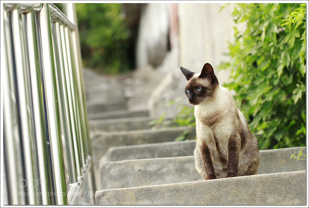 Canon EOS 60D sample photo. Untitled photography