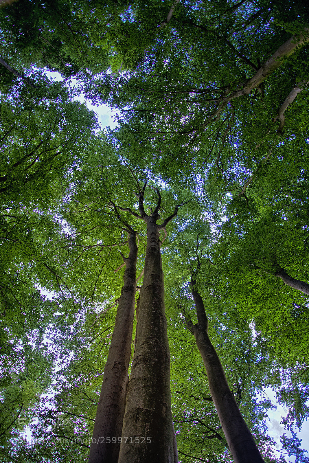 Nikon D800 sample photo. In the wood (series) photography