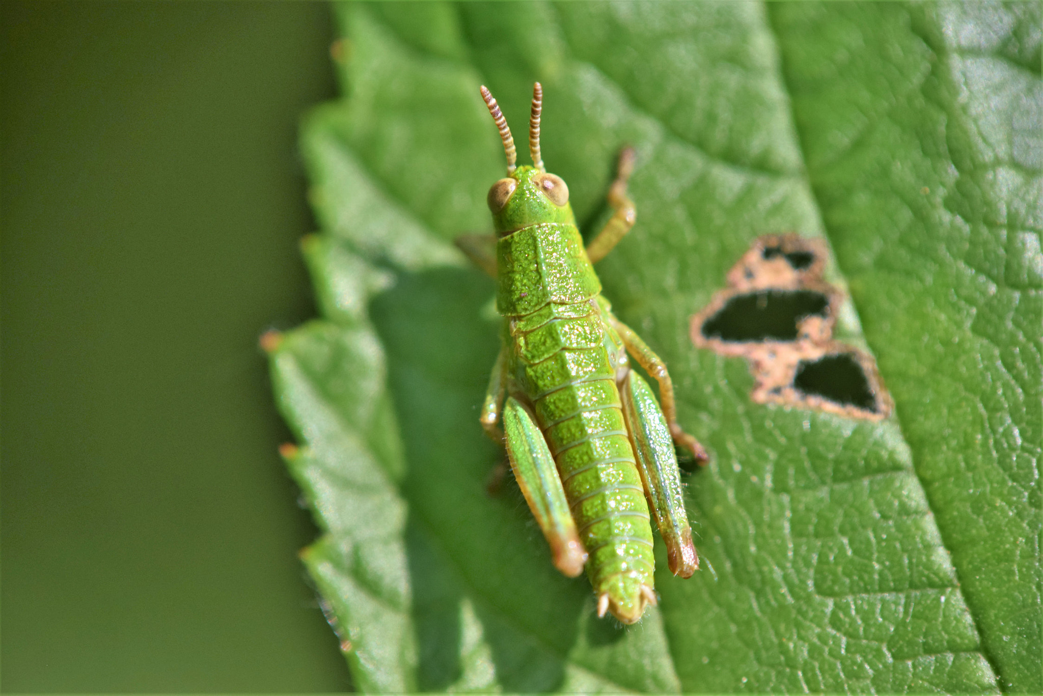 Nikon D3300 sample photo. Green photography