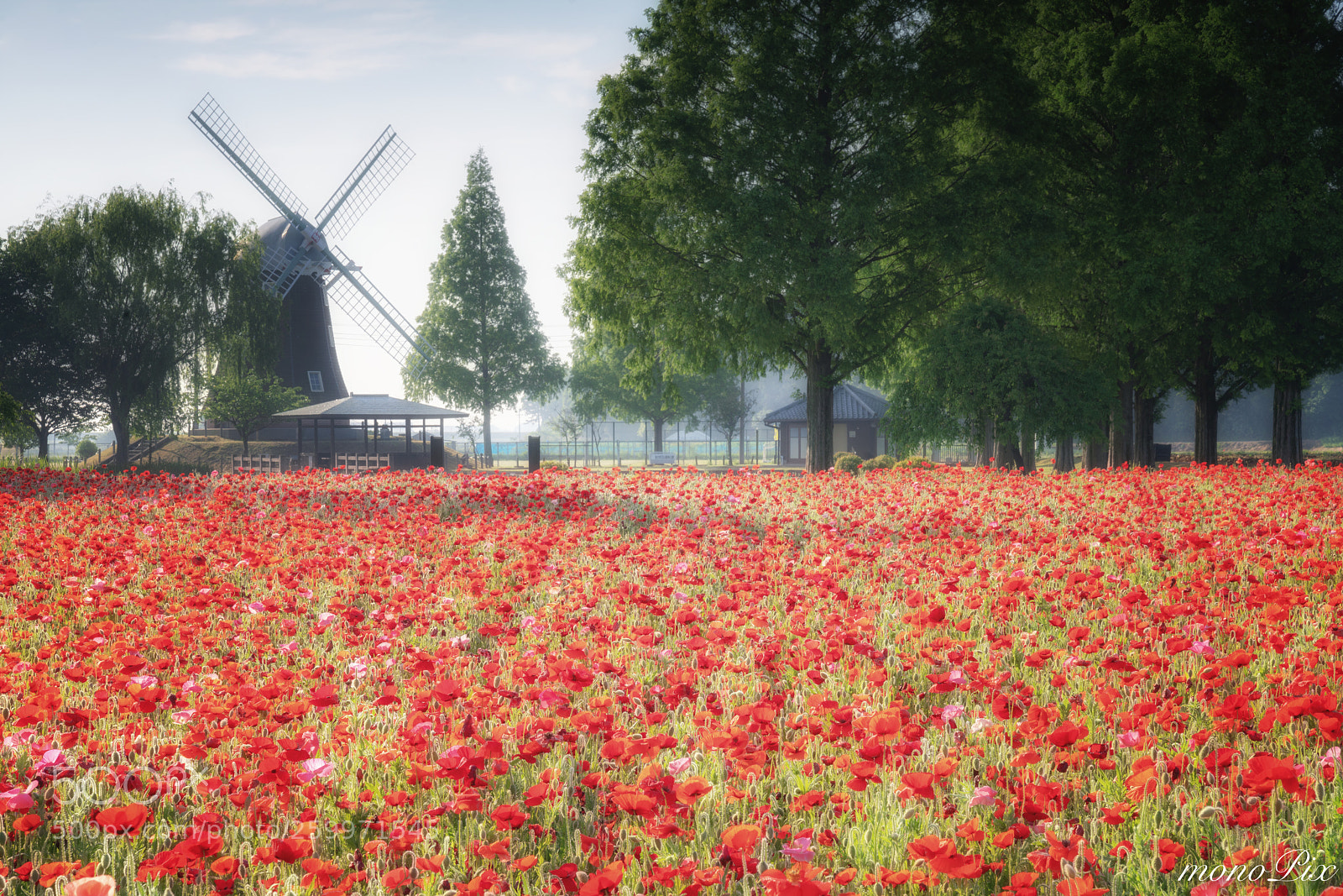 Sony a7R III sample photo. Windmill of poppy field photography