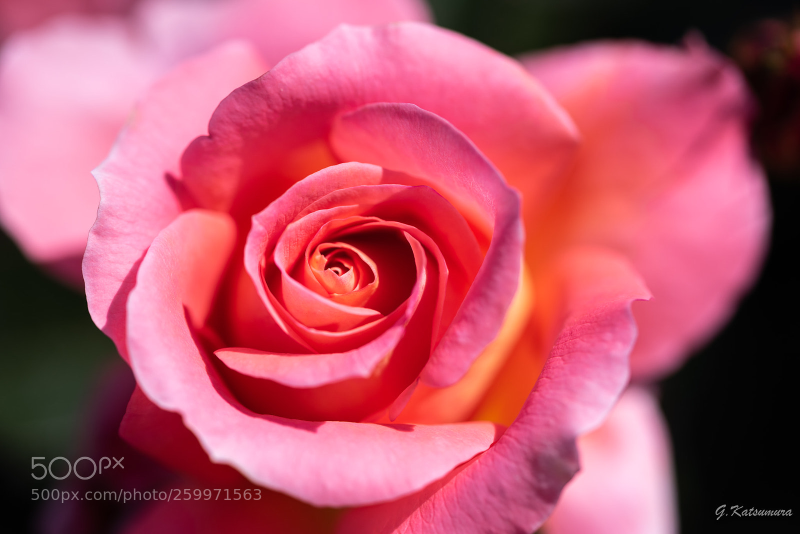 Nikon D750 sample photo. Red rose photography