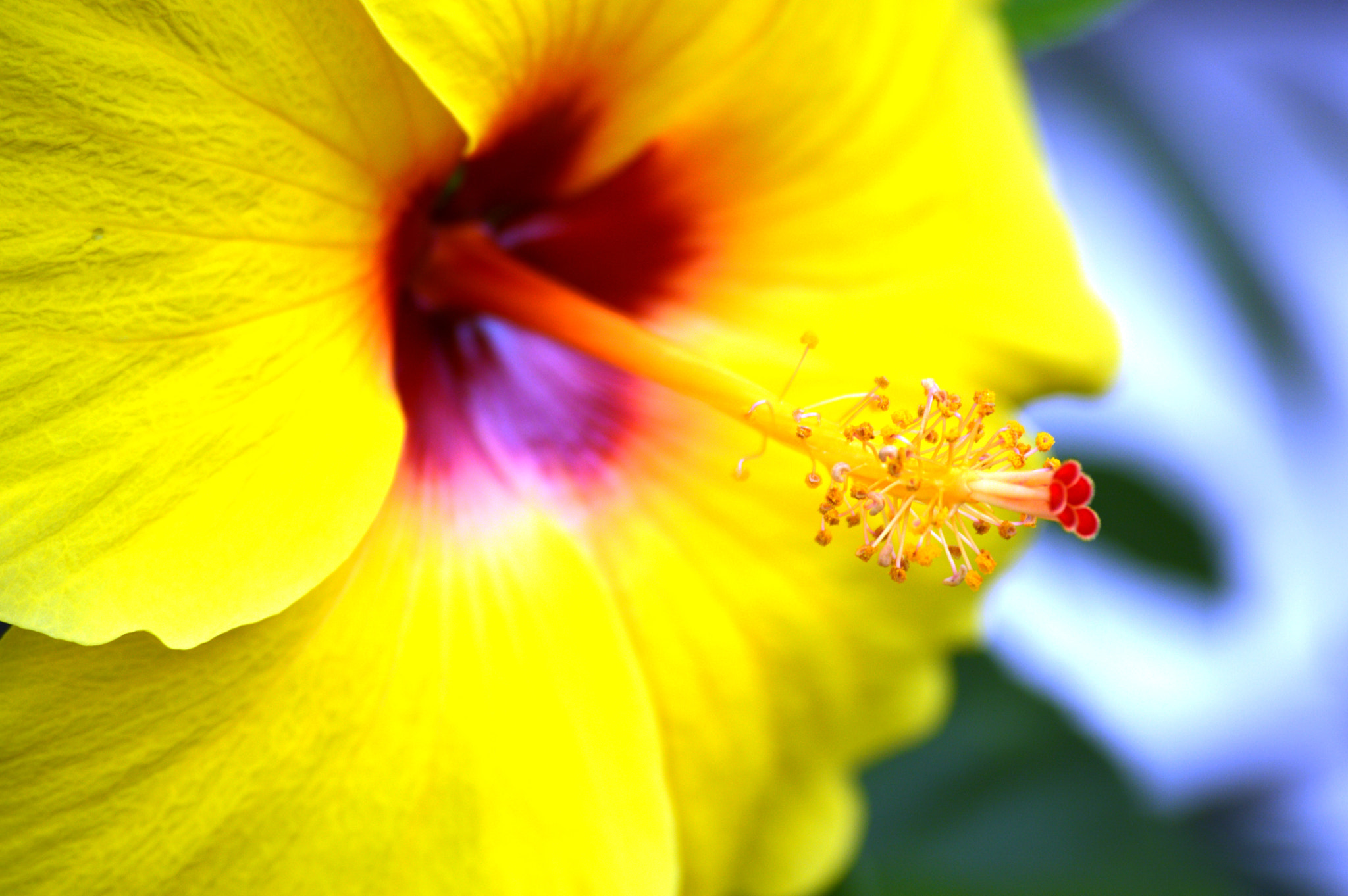 Nikon D3200 sample photo. Hibiscus photography
