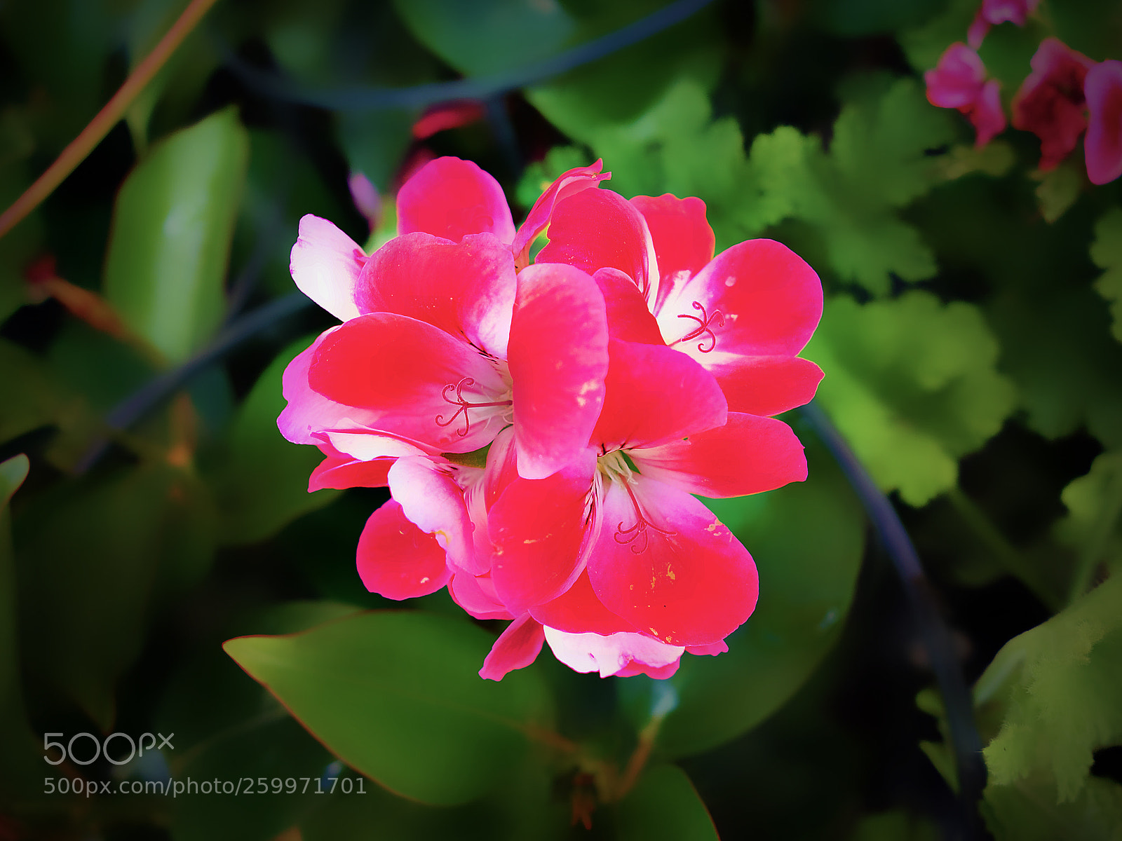 Sony Cyber-shot DSC-RX100 sample photo. Geranio di luca photography