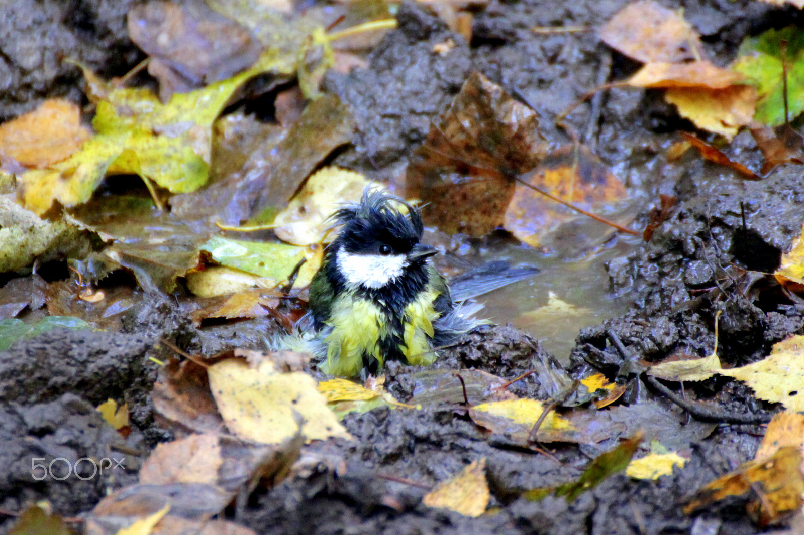 Canon EOS 500D (EOS Rebel T1i / EOS Kiss X3) sample photo. Great tit photography