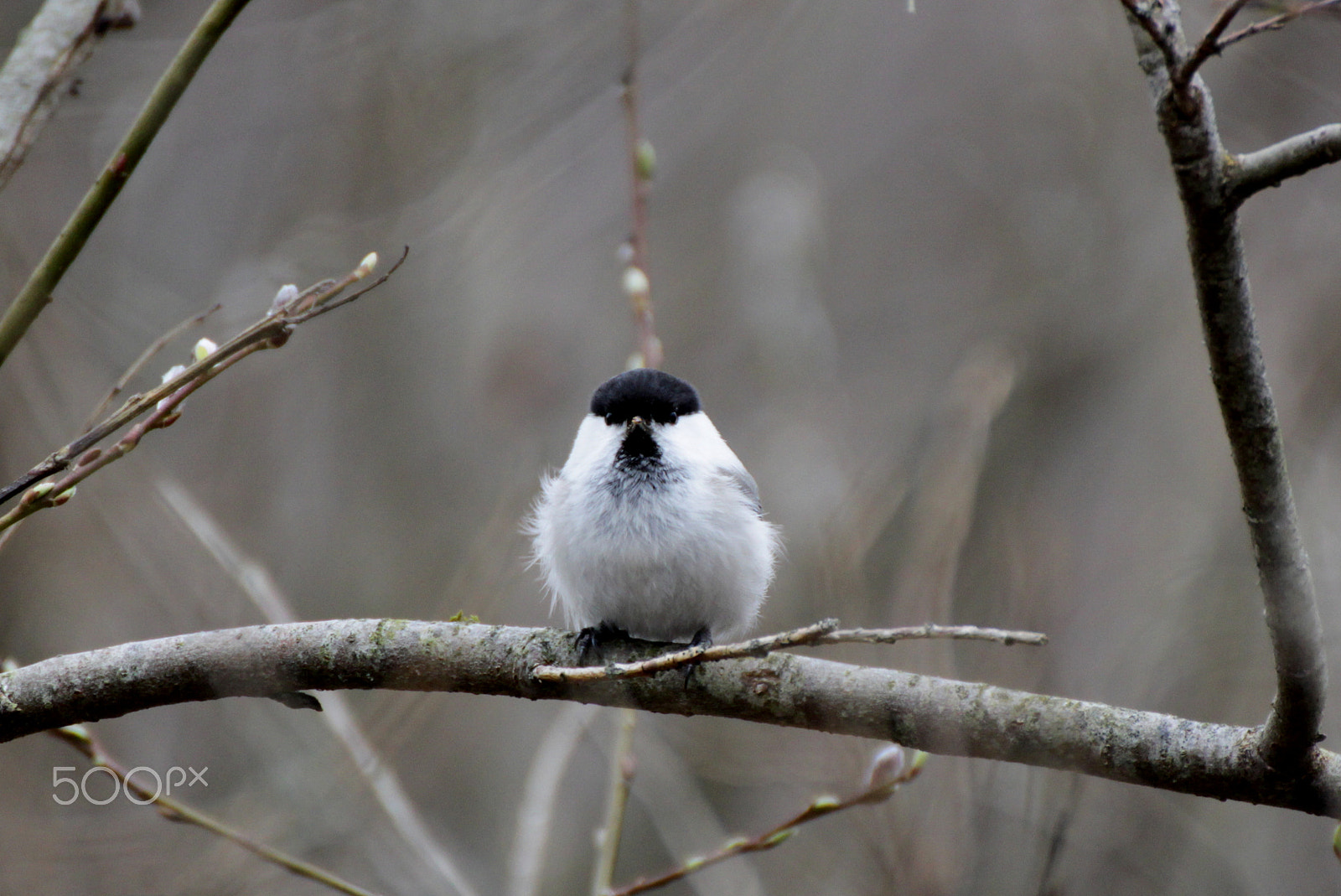 Tamron SP 35mm F1.8 Di VC USD sample photo. Willow tit photography