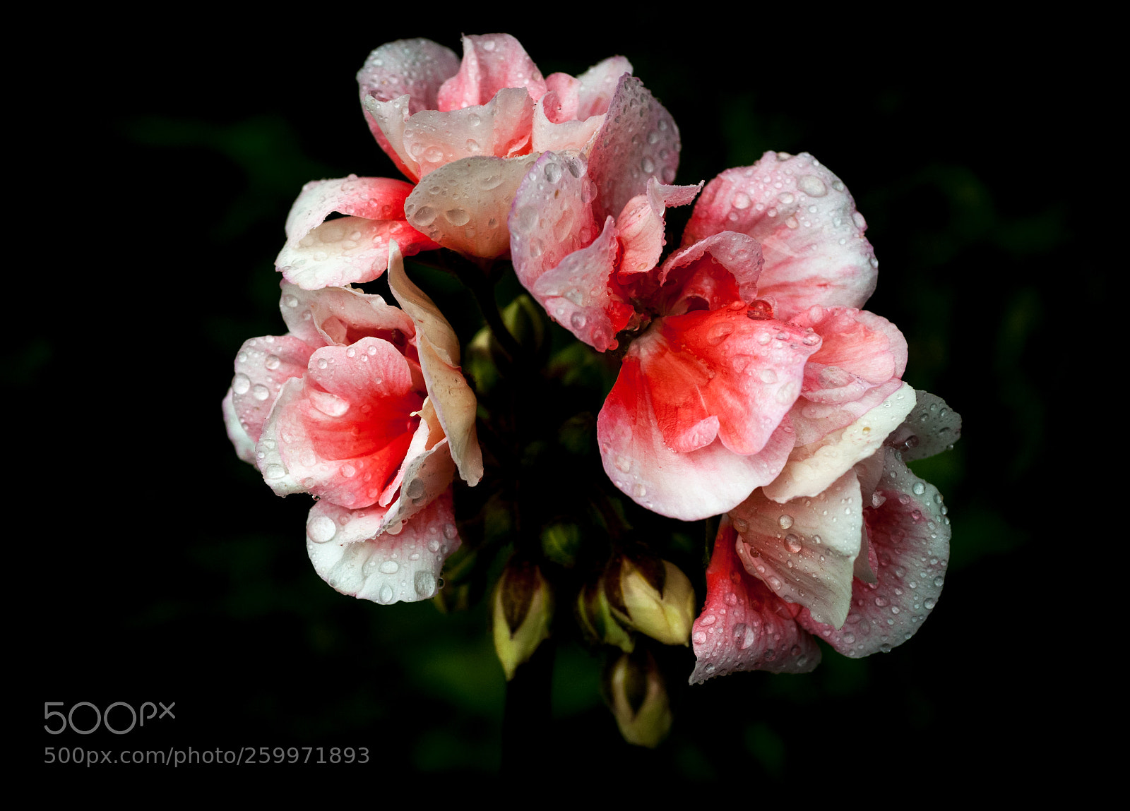 Nikon D90 sample photo. Isolated pink and white photography
