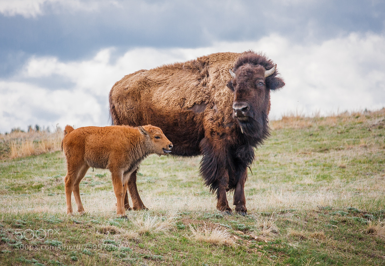 Canon EOS 40D sample photo. Buffalo cow and calf photography