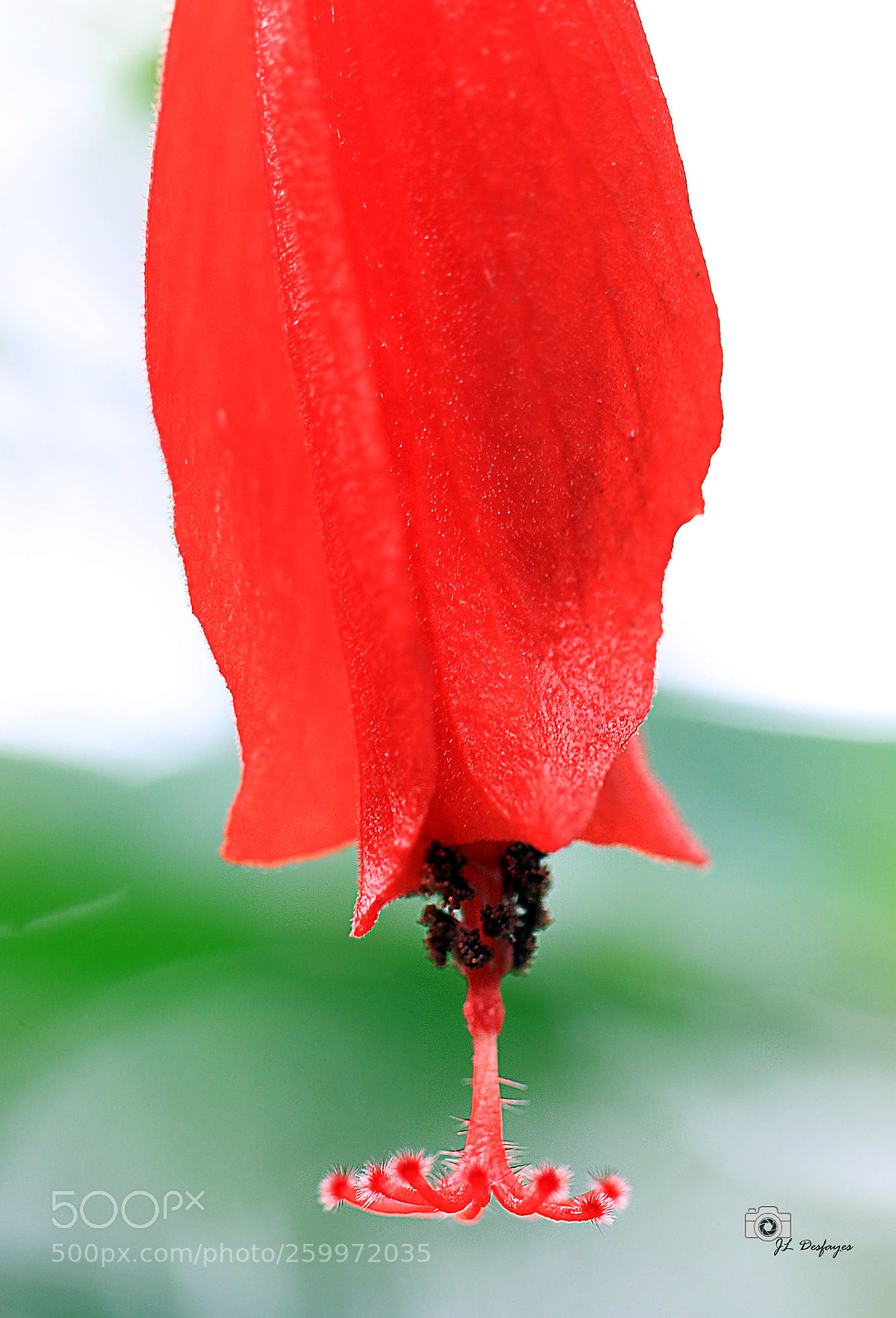 Canon EOS 7D Mark II sample photo. Za photography