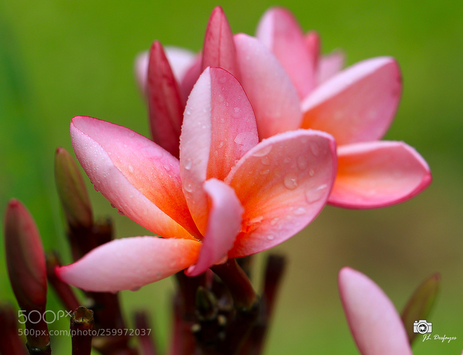 Canon EOS 7D Mark II sample photo. Za photography
