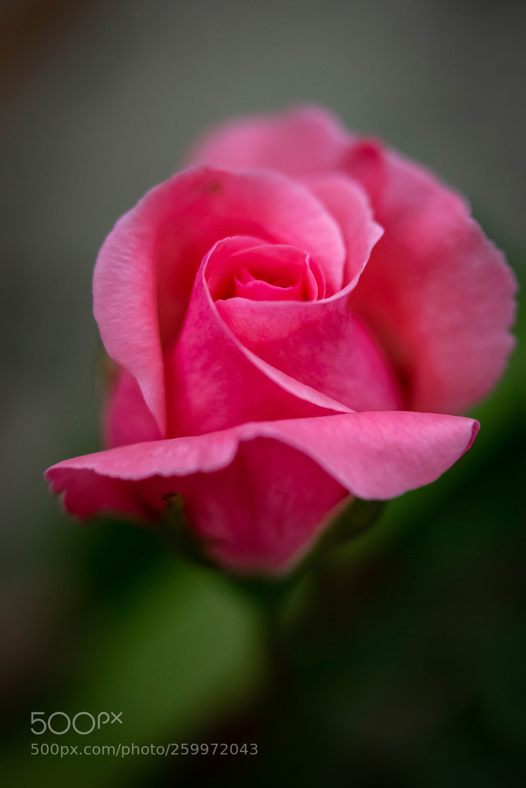 Nikon D3300 sample photo. P photography