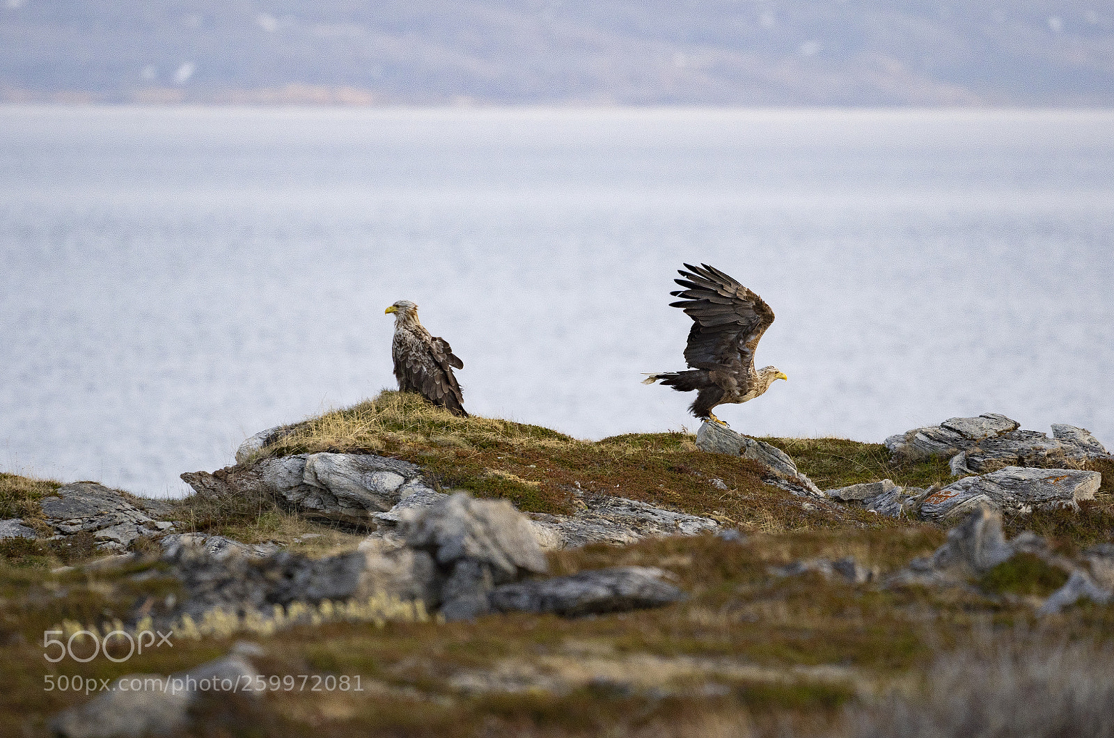 Sony a7 III sample photo. Whitetale eagle2.jpg photography