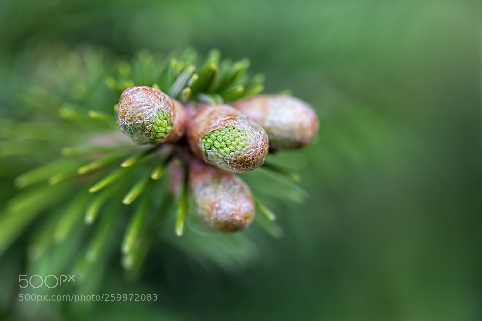 Canon EOS 5D Mark II sample photo. Young sprout of the photography