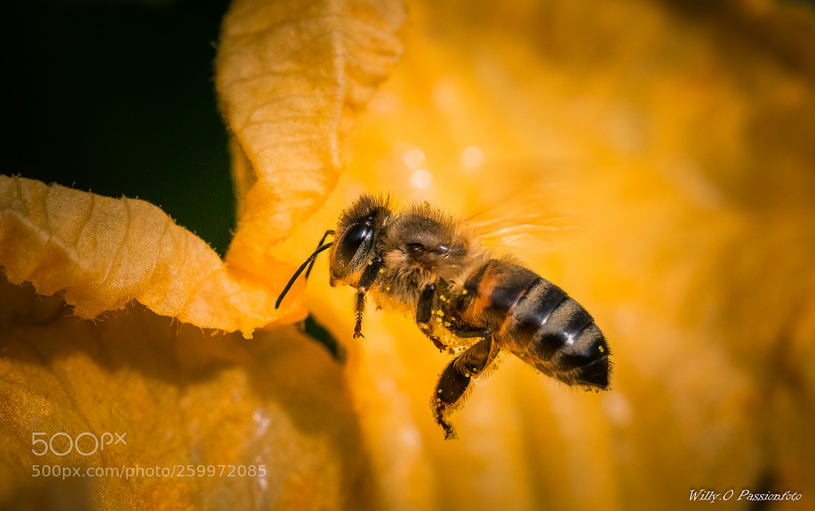 Canon EOS 70D sample photo. Abeille qui butine une photography
