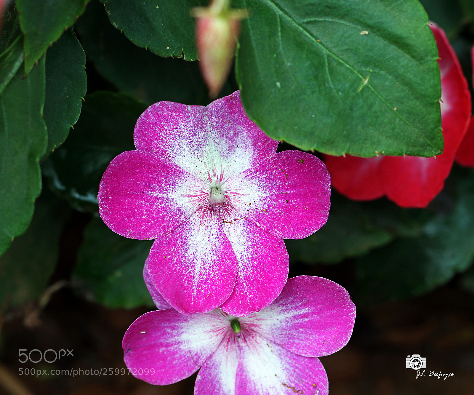 Canon EOS 7D Mark II sample photo. Za photography