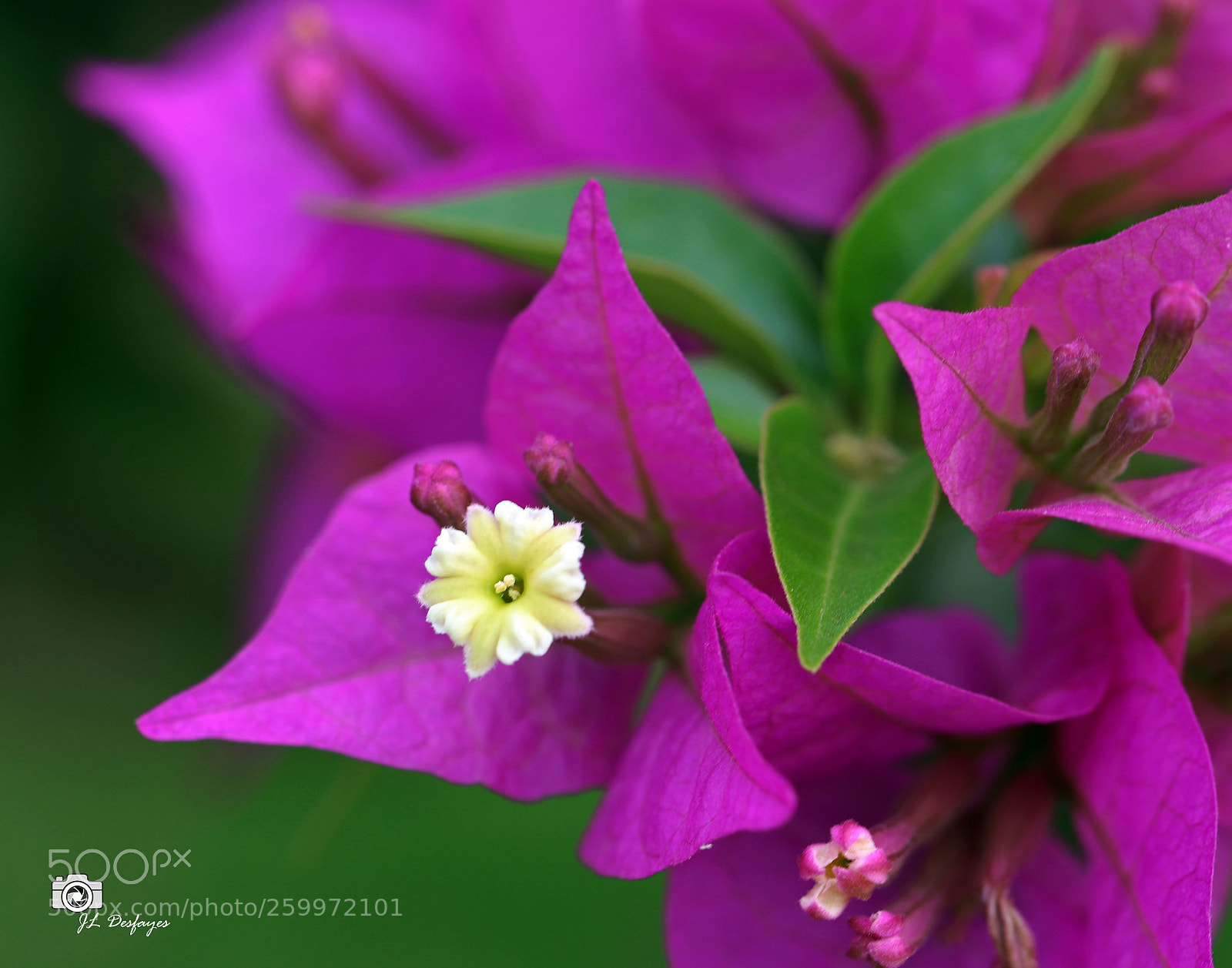 Canon EOS 7D Mark II sample photo. Za photography