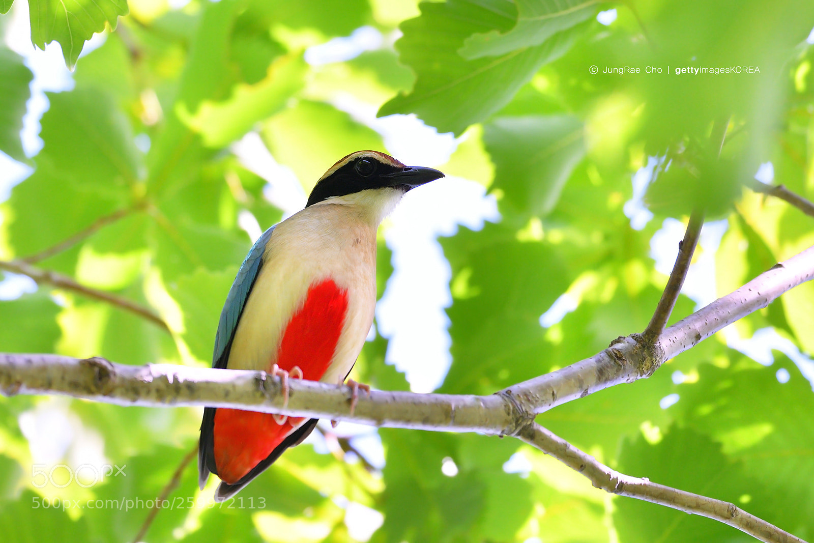Nikon D850 sample photo. Fairy pitta photography