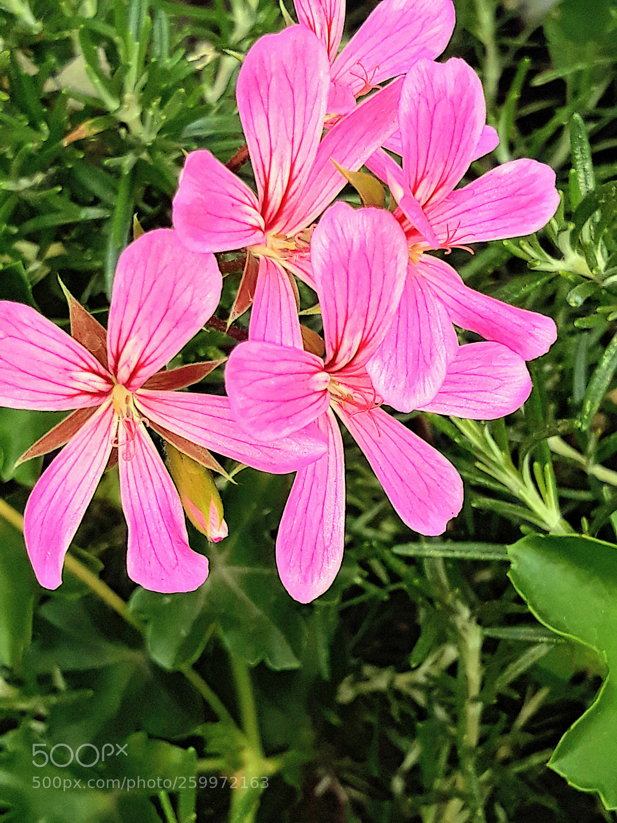 Samsung Galaxy J5 sample photo. Untitled photography