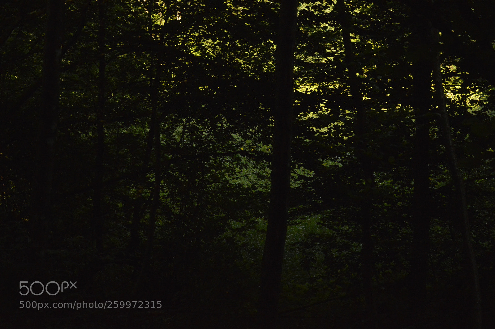 Nikon D3200 sample photo. Dark forest photography