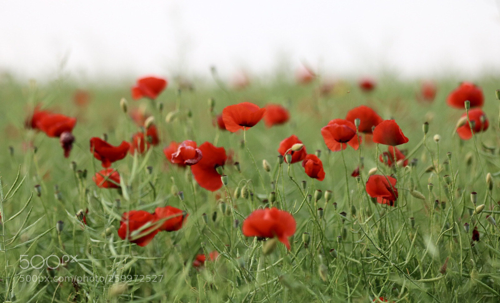 Canon EOS 750D (EOS Rebel T6i / EOS Kiss X8i) sample photo. Untitled photography