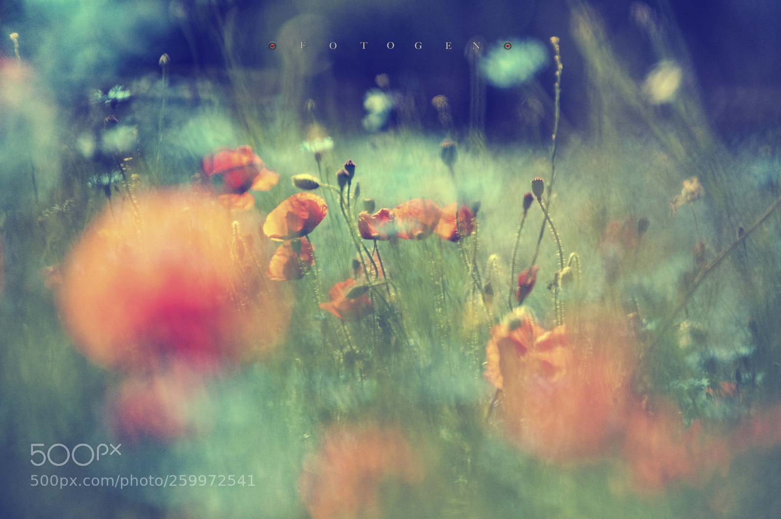Nikon D300S sample photo. The summer photography