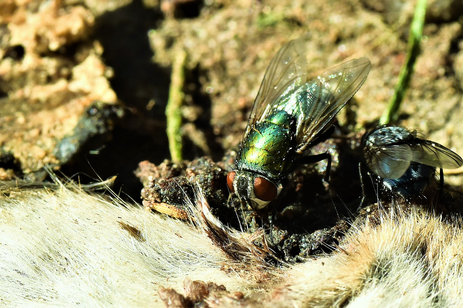 Nikon D750 sample photo. Flies feasting on dead photography